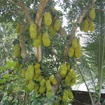 Live Sweet Jackfruit Tree in 2 to 3 Feet Tall, Yellow Jackfruit Plant One Gallon Pot, Well Rooted Jack Fruit Plant Seedling for Planting