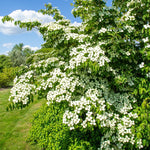 10-18" Kousa White Dogwood Tree Plant Live, Flowering Dogwood Tree for Planting Outdoors, 10 to 18 Inc Tall in Quart Pot