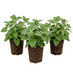 Set 3 Catnip Live Plants, Starter Herb Plants 4-7 Inches, Perennial Catnip for Outdoor Garden