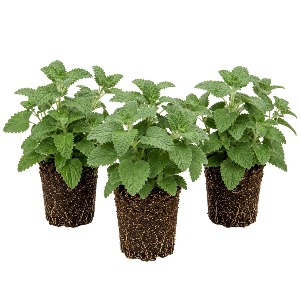 Set 3 Catnip Live Plants, Starter Herb Plants 4-7 Inches, Perennial Catnip for Outdoor Garden