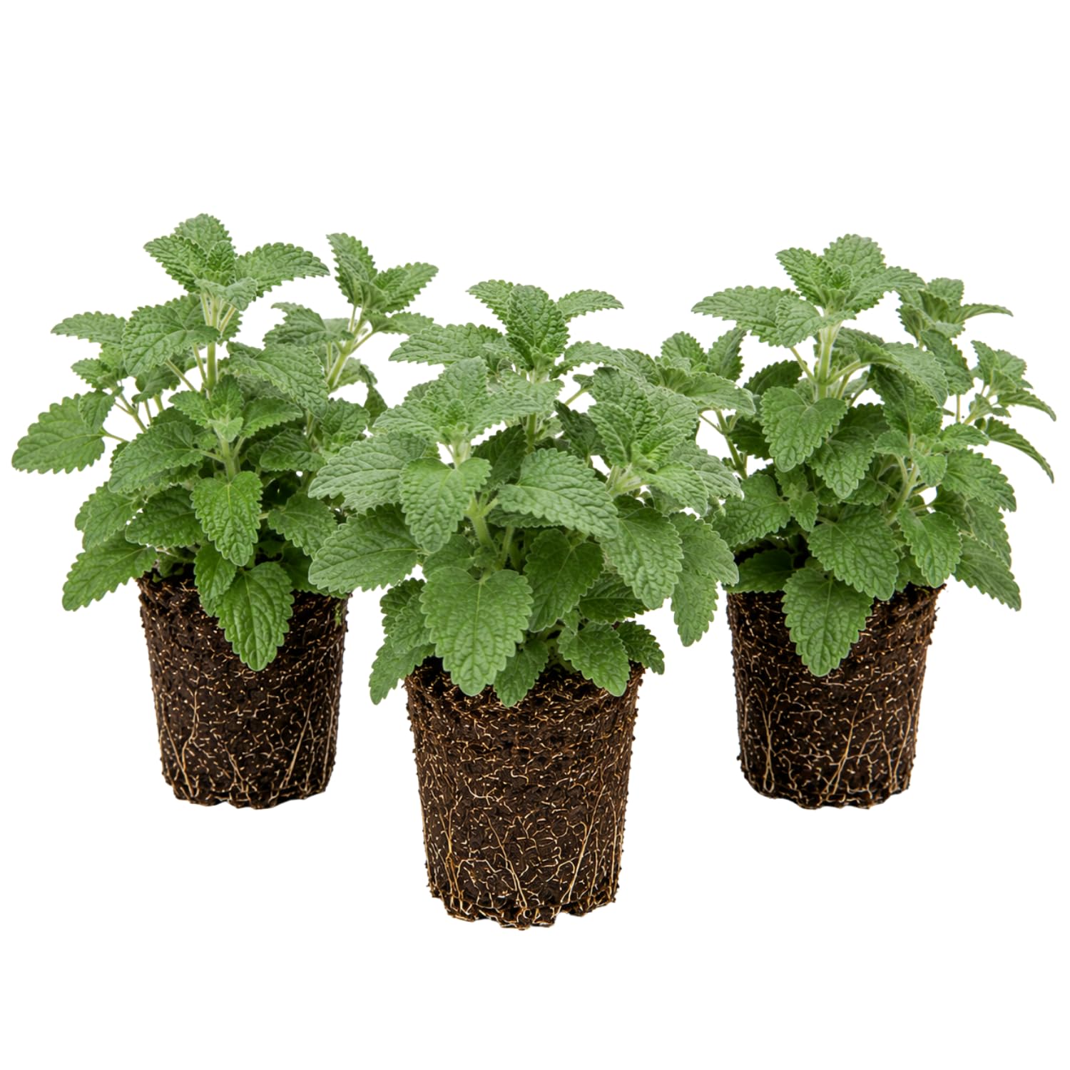 Set 3 Catnip Live Plants, Starter Herb Plants 4-7 Inches, Perennial Catnip for Outdoor Garden