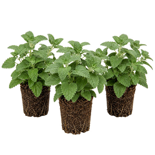 Set 3 Catnip Live Plants, Starter Herb Plants 4-7 Inches, Perennial Catnip for Outdoor Garden