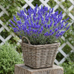 2 English Lavender Plants Live for Planting Outdoor, 3-4" Lavender Live Plants for Fragrant Sun Perennial Herb