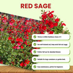 3 Red Salvia Sage Plants 4–7" Tall, Perennial Live Flowering Garden Plants for Outdoor Growing, Vibrant Salvia Plant Starter