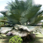 Palm Tree Live Plant, Fully Rooted in 3 Gallon Pot, Rare Tropical Plant Live for Indoor or Outdoor Growing, Silver Blue