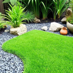 Zoysia Grass Seeds, 60000 Seed Count, Zoysia Seeds Lawngrass Seeds, Grow Outdoor