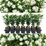 Maid of Orleans Jasmine Live Plant – Highly Fragrant White Flower Vine, Fragrant Indoor & Outdoor 4-6” Tall Decorative Plant