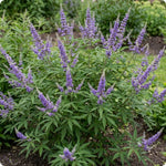 Blue Chaste Vitex Plant Live, Vitex Shrub Live Potted Plant 1-2 Feet Tall
