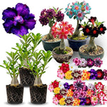 02 Mixed Desert Rose Live Plants, Starter Adenium 3-6 Inches Tall, No Pot, No Flower, Tropical Flowering Succulent Plants for Indoor Outdoor Growing