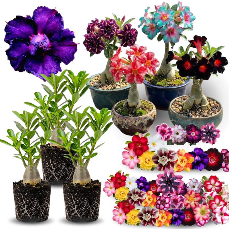 02 Mixed Desert Rose Live Plants, Starter Adenium 3-6 Inches Tall, No Pot, No Flower, Tropical Flowering Succulent Plants for Indoor Outdoor Growing
