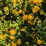 Live Grafted Meyer Lemon Citrus Tree, Edible Lemon Plant 2-3 Feet Tall in Pot, Well Rooted, Fragrant Yellow Fruit Tree for Home Garden