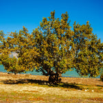 Live Sycamore Tree in Quart Pot, Hardy Shade Tree for Growing Outdoor, Dormant in Winter