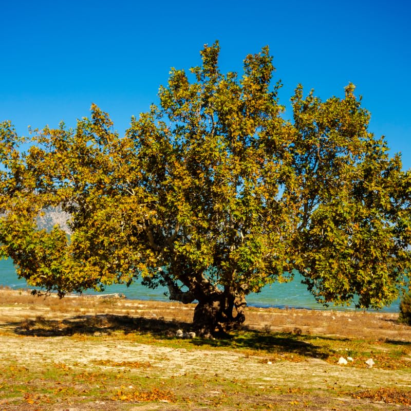 Live Sycamore Tree in Quart Pot, Hardy Shade Tree for Growing Outdoor, Dormant in Winter