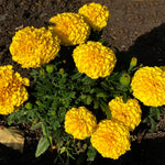 Yellow Marigolds Live Plant, Marigold Plants Live, 6 to 8 Inc Tall, Yellow Blooms Spring Flower Plant