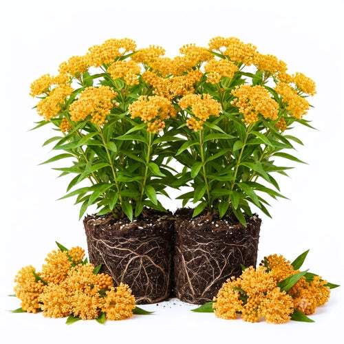 2 Yellow Milkweed Live Plants, Flowering Plant, 4-9 Inch Tall