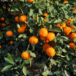 Live Satsuma Mandarin Tree Plant in 1 Gallon Pot, Sweet Tangerine Citrus Tree Suitable for Patio or Outdoor Garden Growing