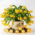 4 Christmas Cactus Plants Live, 5-9 Inch Tall (Yellow)