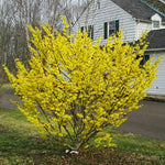 Witch Hazel Tree Shrub Bushes, Yellow Flowering Witch Hazel Live Plants in Quart Pot, Witch Hazel Plants Tree