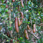 Red Finger Lime Tree Live, 1-2ft Tall, Citrus Plant 1 Gallon Pot, Finger Lime Citrus Tree, Well Rooted Fruit Plant