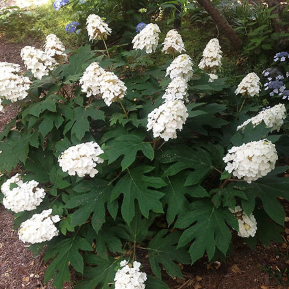 Dormant Hydrangea Live Plant Bush Shrub for Planting, 5 to 9" Hydrangea Tree Plant for Outdoor Planting, Change Color Flower Blooms (Queen)