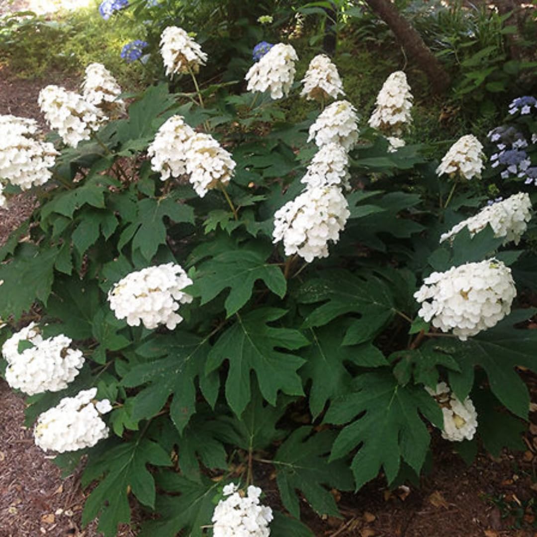 Dormant Hydrangea Live Plant Bush Shrub for Planting, 5 to 9" Hydrangea Tree Plant for Outdoor Planting, Change Color Flower Blooms (Queen)
