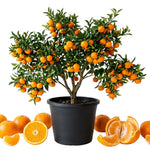 Satsuma Mandarin Tree Live Plant, Sweet Tangerine Citrus Tree in 1 Gallon Pot, Suitable for Patio or Outdoor Garden Growing