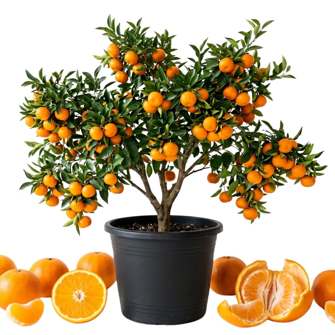 Satsuma Mandarin Tree Live Plant, Sweet Tangerine Citrus Tree in 1 Gallon Pot, Suitable for Patio or Outdoor Garden Growing