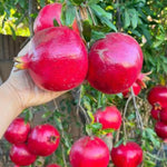 Sweet Pomegranate Plant Live in 4'' Pot, 6 Months-Old Red Pomegranate Tree for Container and Garden Growing