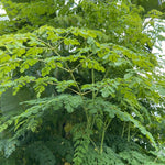 Live Moringa Tree Plant, Moringa Oleifera Plants, 6-10 Inch Tall in 4 Inch Pot, 2 Plants Per Pot for Planting
