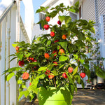 6 Red Carolina Reaper Pepper Plants Live, 80 Days Old Peppers for Growing, Hot Chili Trees for Planting, No Pot, 5 to 9 Inc Tall