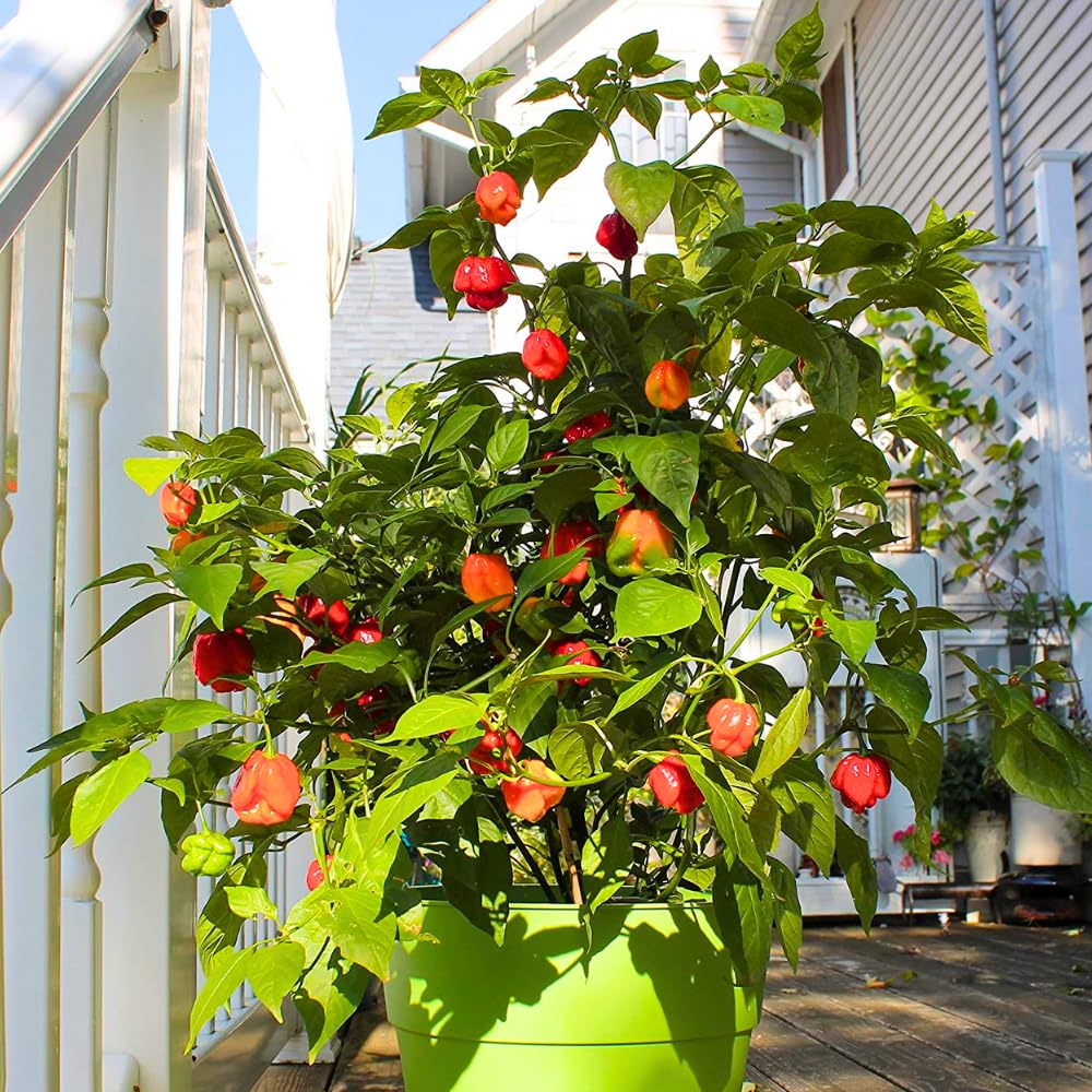 6 Red Carolina Reaper Pepper Plants Live, 80 Days Old Peppers for Growing, Hot Chili Trees for Planting, No Pot, 5 to 9 Inc Tall