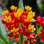 Pack 2 Red Milkweed Live Plants, Butterfly Tropical Milkweed Shrub, Asclepias Tuberosa Plants 4-8 Inches