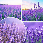 2 English Lavender Plants Live for Planting Outdoor, 3-4" Lavender Live Plants for Fragrant Sun Perennial Herb