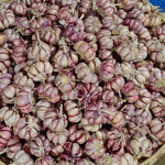 1 Pound Garlic for Planting in Spring Softneck, 5-6 Large Garlic Bulbs for Planting, Fresh and High Yield Bulb Variety Pack, Hardy and Fast Growing