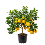 Live Meyer Lemon Plant, Yellow Air-Layered Lemon Citrus in Gallon Pot, 1-2 Feet Tall for Outdoor Garden