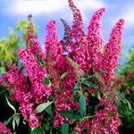2 Vibrant Buddleia Butterfly Bush Plants Live, Butterfly Bushes Plant for Outdoor Garden, 5 to 9 Inch Tall Perennial Coloful Flowers Plant, No Pot (Random)