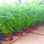 Large 20 Lemon Grass Stalks Plants for Outside Live, Bare Root Lemongrass Plant Live Fresh Well-Rooted, Lemongrass Herb Plants