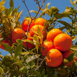 Clementine Mandarin Tree Live Plant, 1-2 Feet Tall in 1 Gallon Pot, Sweet Citrus Fruit Tree for Outdoor Garden, Easy Care Potted Citrus Tree