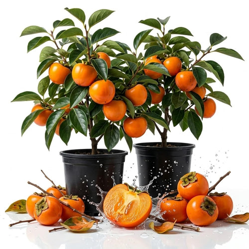 2 Persimmon Live Plants, Well-Rooted Fruit Tree, 6-12 Inch Tall