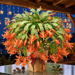 4 Christmas Cactus Plants Live, 5-9 Inch Tall (Orange)