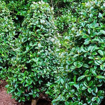 Oak Holly Tree Live Plant in Gallon Pot, Holly Shrub, Ornamental Holly Live Plant