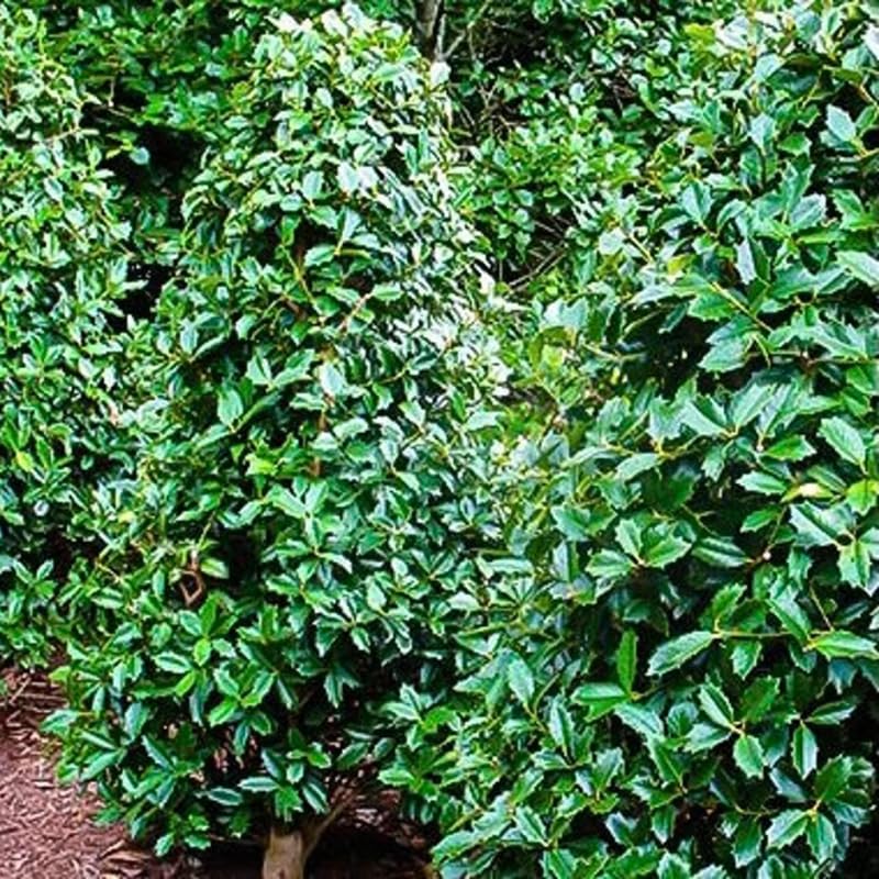 Oak Holly Tree Live Plant in Gallon Pot, Holly Shrub, Ornamental Holly Live Plant