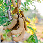Sweet Tamarind Tree Live Plant, 2-3 Feet Tall in 1 Gallon Pot, Tropical Fruit Tree