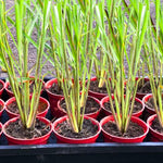 10 Lemon Grass Stalks Plants for Outside Live, Bare Root Lemongrass Plants Live Fresh Well-Rooted, Lemongrass Herb