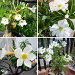 Pack 3 Desert Rose Plants Live, Adenium Desert Rose Plant Live, Perennial Flower Plants for Patio Gardening, 4-7 Inch Tall, Well Rooted, No Pot