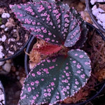 2 Live Begonia Angel Wing Maculata Set, Size 5-9 Inch Tall, Pink Spot Polka Dot Begonia Plants, Indoor Outdoor Decorative Houseplants