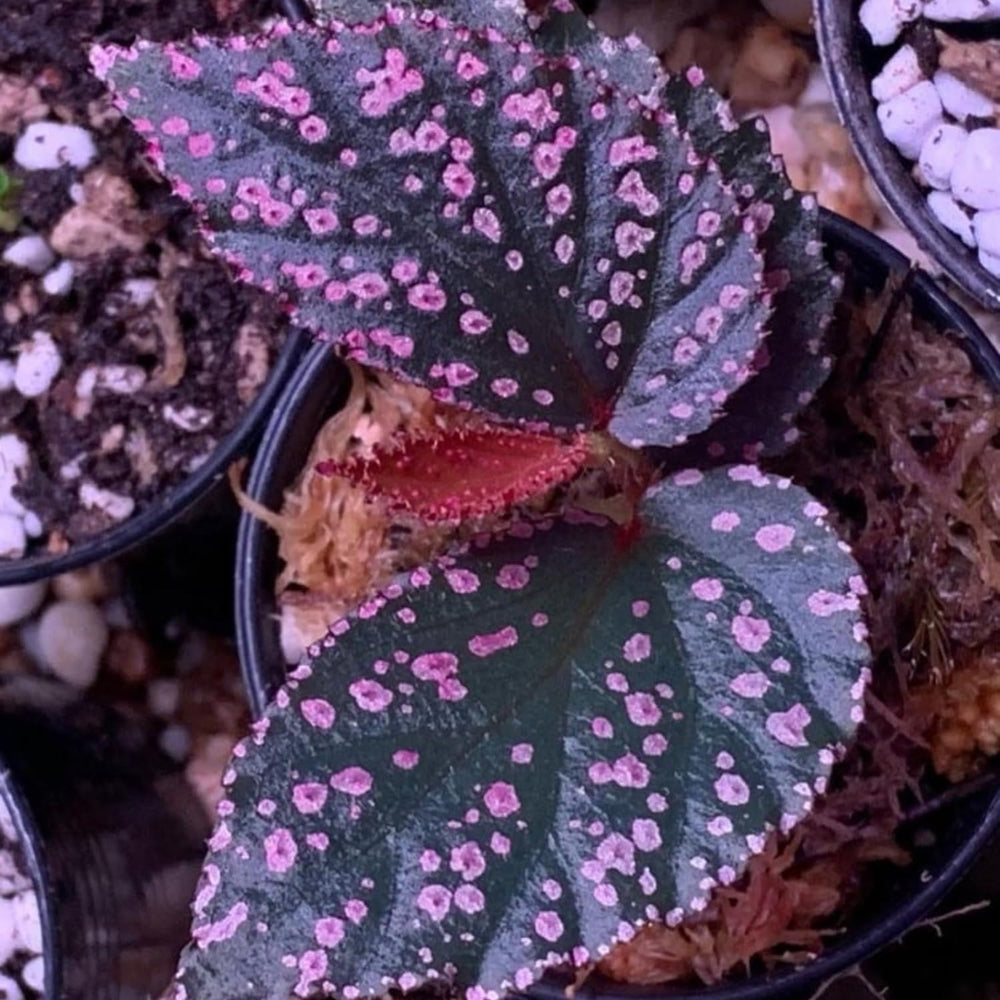 2 Live Begonia Angel Wing Maculata Set, Size 5-9 Inch Tall, Pink Spot Polka Dot Begonia Plants, Indoor Outdoor Decorative Houseplants
