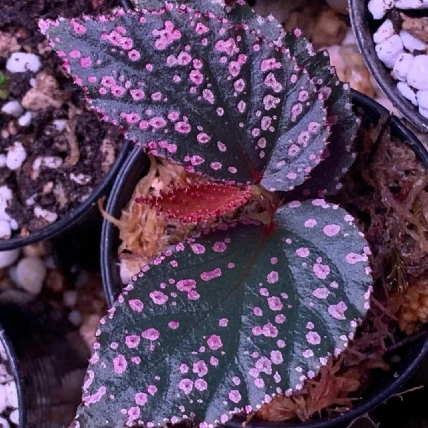 2 Live Begonia Angel Wing Maculata Set, Size 5-9 Inch Tall, Pink Spot Polka Dot Begonia Plants, Indoor Outdoor Decorative Houseplants