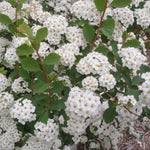 White Spirea Shrub Live Tree Plant in Quart Pot, 1 Year Old Well-Rooted, Dormant in Winter, 6-14 Inches in Tall, Winter Meadowsweets Bush for Planting