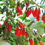 Goji Berry Plant Live, No Pot, 5-9 Inch Tall Cold Hardy Fruit Plant, Red Berry Fruit Tree